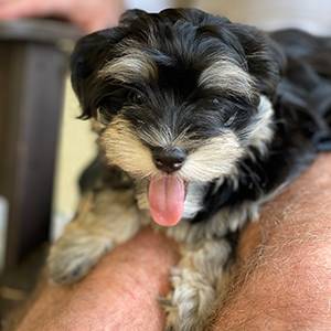 J. Francis Badger Havanese dog on lap